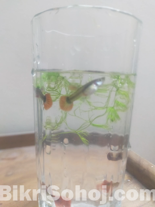 Full Red Rose Guppy Fish